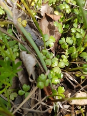 Hydrocotyle sulcata