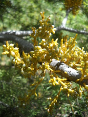 Arceuthobium abietinum