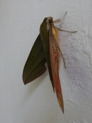 Xylophanes crotonis