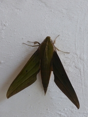 Xylophanes crotonis