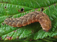 Tenthredo ferruginea