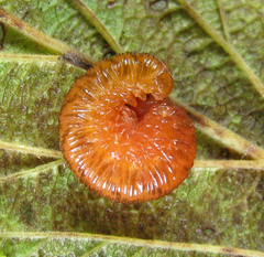 Tenthredo ferruginea