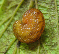 Tenthredo ferruginea