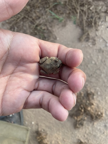 Mexican Spadefoot