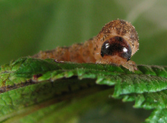 Tenthredo ferruginea
