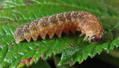 Tenthredo ferruginea