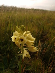 Eulophia welwitschii