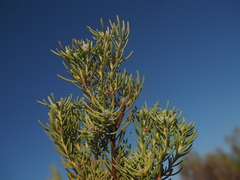Leucadendron brunioides brunioides
