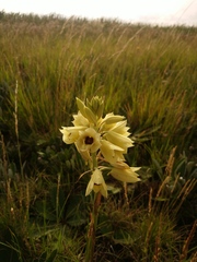 Eulophia welwitschii