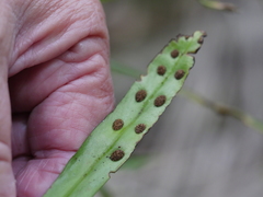 Loxogramme dictyopteris
