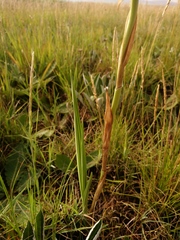 Eulophia welwitschii