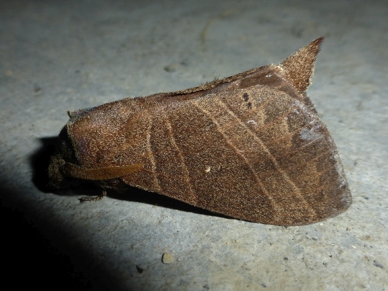 Prorifrons lineata