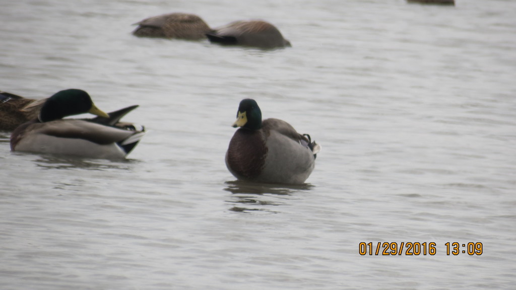 청둥오리 from Merced National Wildlife Refuge, Merced, California on 2016년 01월 29일 (금) at 01:09 오후 by Matthew Salkiewicz... 