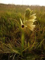 Eulophia welwitschii