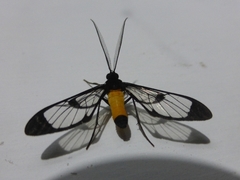 Cosmosoma stibosticta