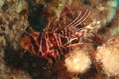 Pterois sphex