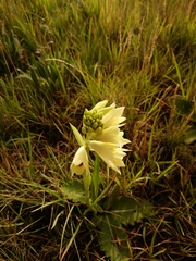 Eulophia welwitschii