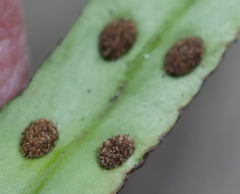 Loxogramme dictyopteris