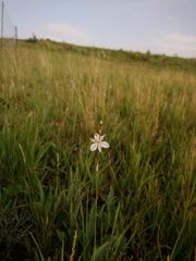 Chlorophytum cooperi