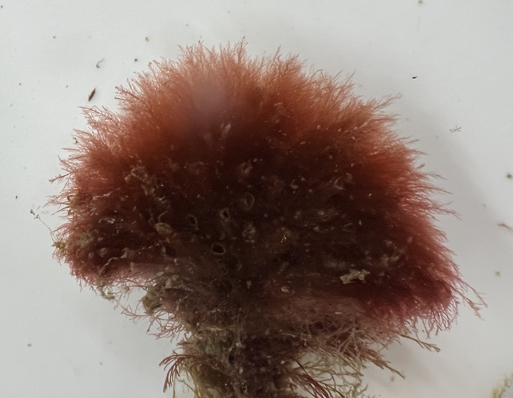 Spermothamnion repens