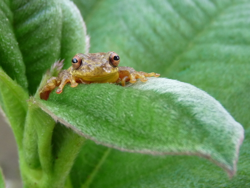 Dendropsophus columbianus