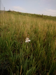 Chlorophytum cooperi