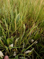 Chlorophytum cooperi