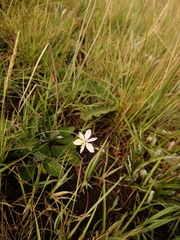 Chlorophytum cooperi