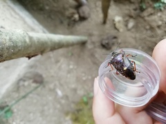 Pinthaeus sanguinipes