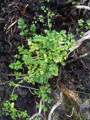 Apium prostratum filiforme