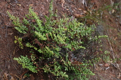 Pellaea pteroides