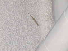 Mediodactylus danilewskii