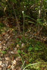 Lagenophora strangulata