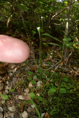 Lagenophora strangulata