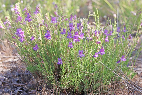 Penstemon abietinus