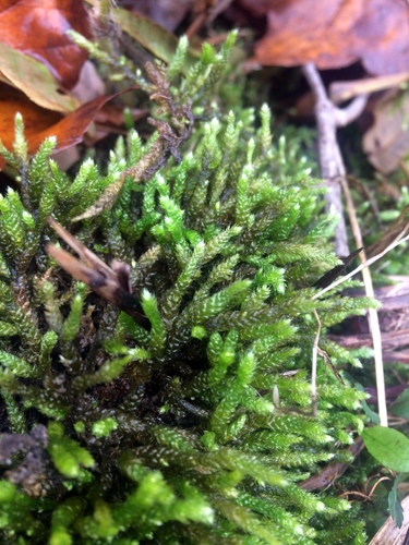 Bryoandersonia