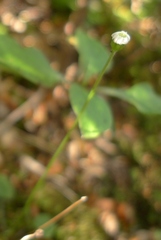 Lagenophora strangulata