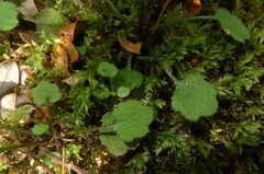 Lagenophora strangulata