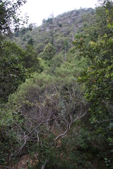 Phylica buxifolia