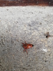 Pinthaeus sanguinipes