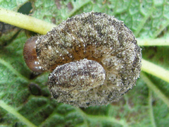 Tenthredo ferruginea