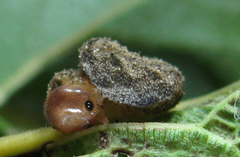Tenthredo ferruginea
