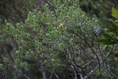 Phylica buxifolia