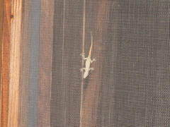 Mediodactylus danilewskii