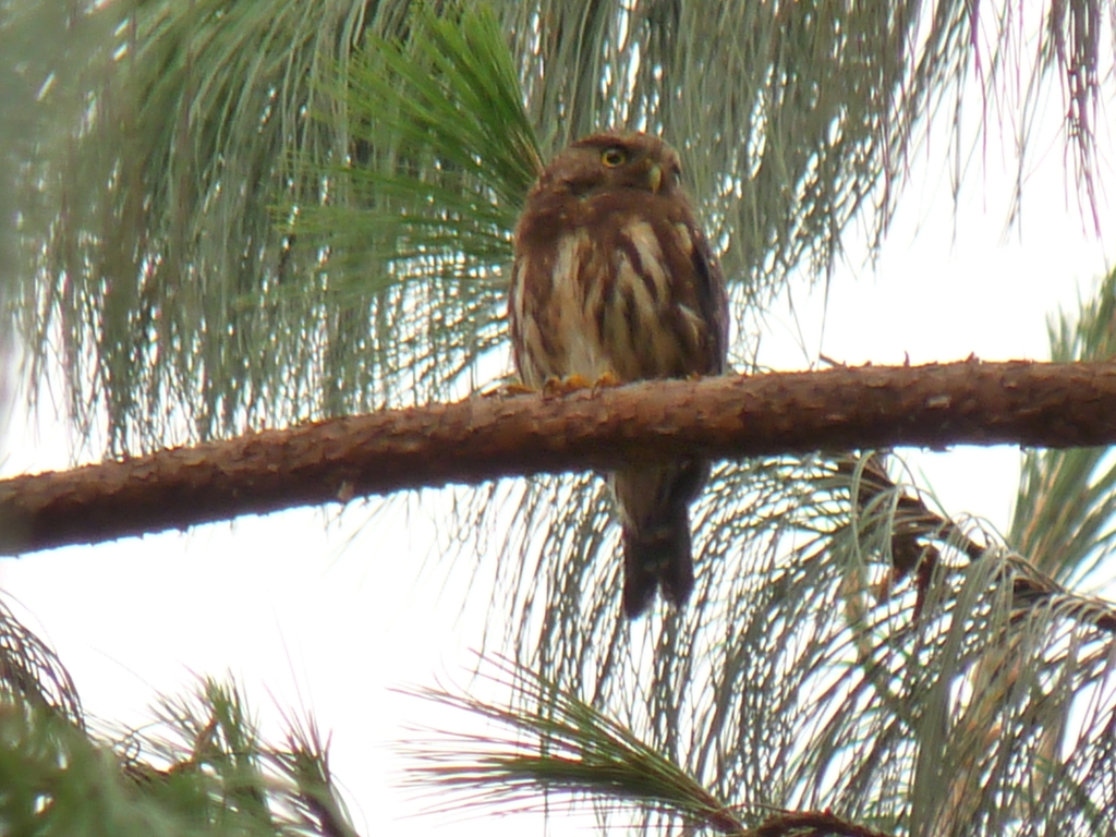 Andean Pygmy-owl