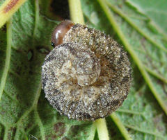 Tenthredo ferruginea