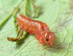 Tenthredo ferruginea