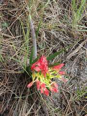 Babiana ringens australis