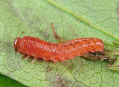 Tenthredo ferruginea