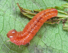 Tenthredo ferruginea